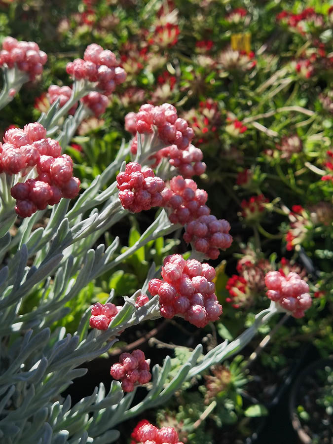 Helichrysum amorginum 'Red Jewel' en fleurs dans un jardin ensoleillé